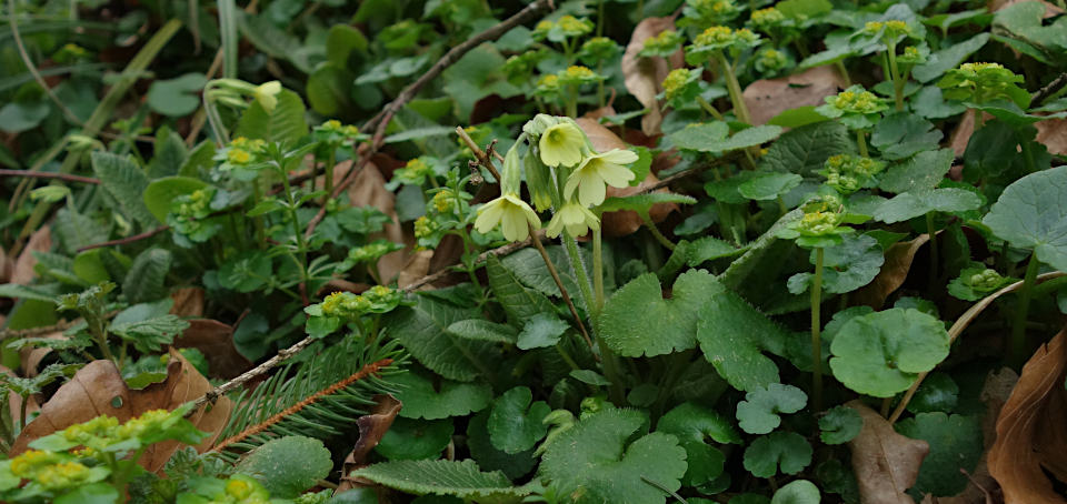 Milzkraut und Schlüsselblumen bei Voggenreute