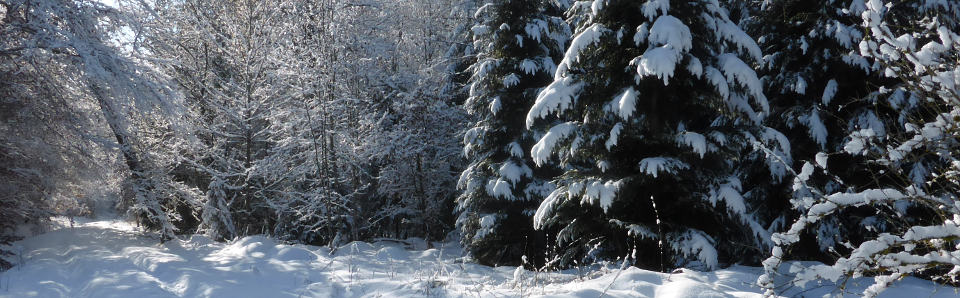 Winterwald bei Rindenmoos