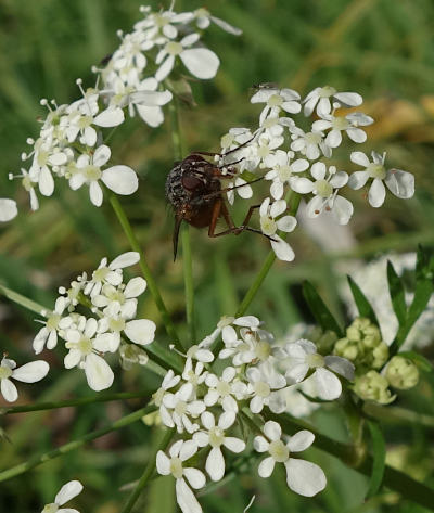 anthriscus sylvestris