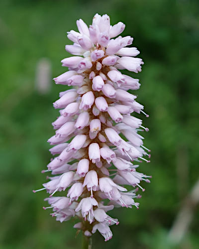 bistorta officinalis