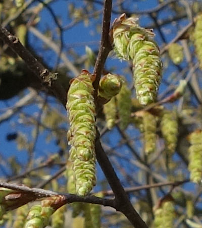 carpinus betulus