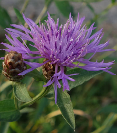 centaurea jacea