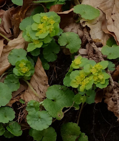 chrysosplenium alternifolium