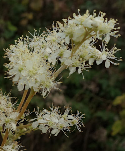 filipendula ulmaria