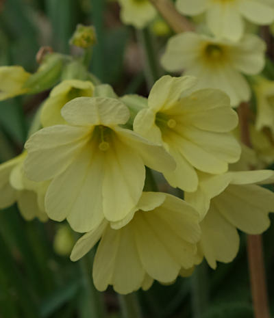 primula elatior