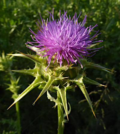 silybum marianum