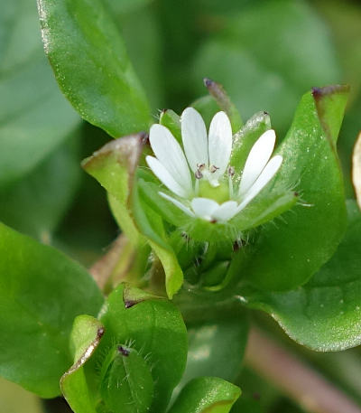 stellaria media